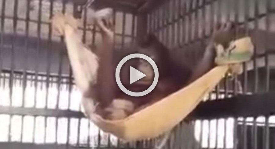 La inteligencia de esta orangutan sorprende al mundo con éste vídeo viral