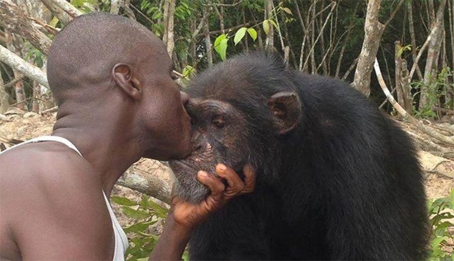Este hombre se niega a abandonar a este chimpancé, a pesar de que todo el mundo lo ha hecho