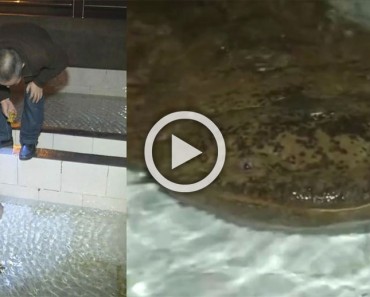 Esta salamandra gigante de 200 años fue encontrada en una cueva de China