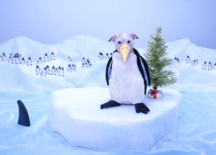 Cada Navidad este fotógrafo transforma a su perro en diferentes animales y este es el resultado