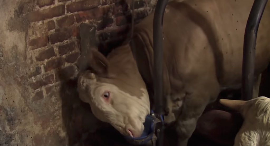 Este toro estuvo encadenado durante toda su vida... Ahora mira lo que hace cuando es puesto en libertad