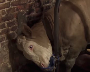 Este toro estuvo encadenado durante toda su vida... Ahora mira lo que hace cuando es puesto en libertad