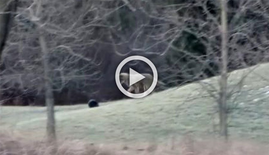 El vídeo de éste coyote se ha hecho viral en todo el mundo. Mira la razón...