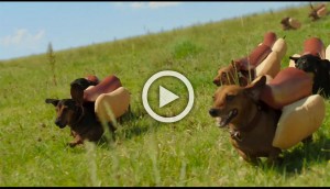 Sí, estos perros salchicha llevan salchichas unidas a ellos. ¡Y es absolutamente hilarante!