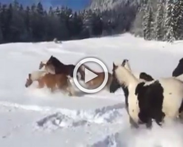 Estos caballos son soltados en la nieve por primera vez. Vas a sonreír cuando veas lo que hacen