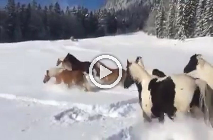 Estos caballos son soltados en la nieve por primera vez. Vas a sonreír cuando veas lo que hacen