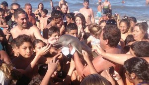 Muere una cría de delfín mientras los bañistas se hacían selfies con él