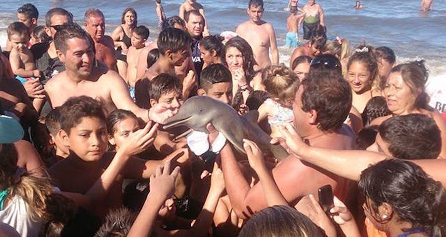 Muere una cría de delfín mientras los bañistas se hacían selfies con él