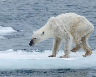 El futuro de los osos polares, en una fotografía