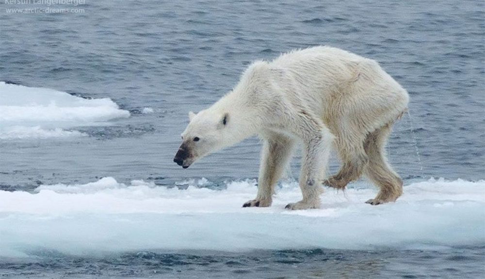 El futuro de los osos polares, en una fotografía