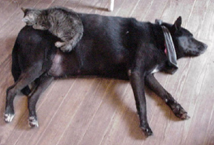 18 adorables gatos que han encontrado la mejor almohada de la casa