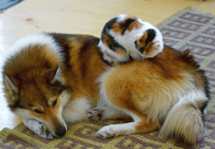 18 adorables gatos que han encontrado la mejor almohada de la casa