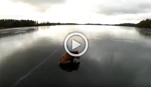 Unos patinadores lo encontraron luchando en un lago congelado y así lo ayudaron