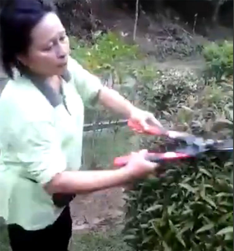 IMPACTANTE: Esta jardinera se encuentra con un nido de crías de pájaro... ¡y luego se los come!