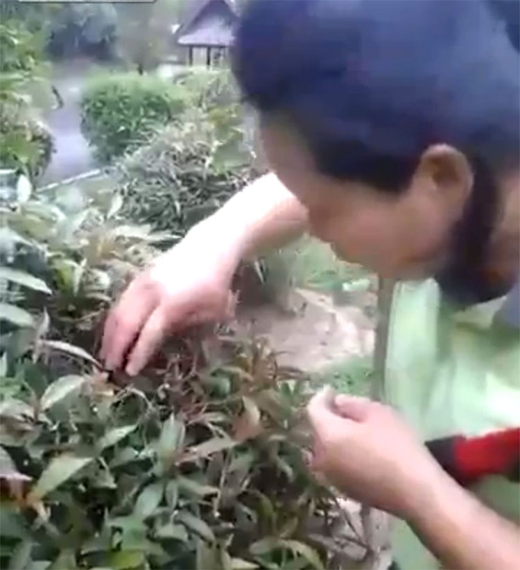 IMPACTANTE: Esta jardinera se encuentra con un nido de crías de pájaro... ¡y luego se los come!