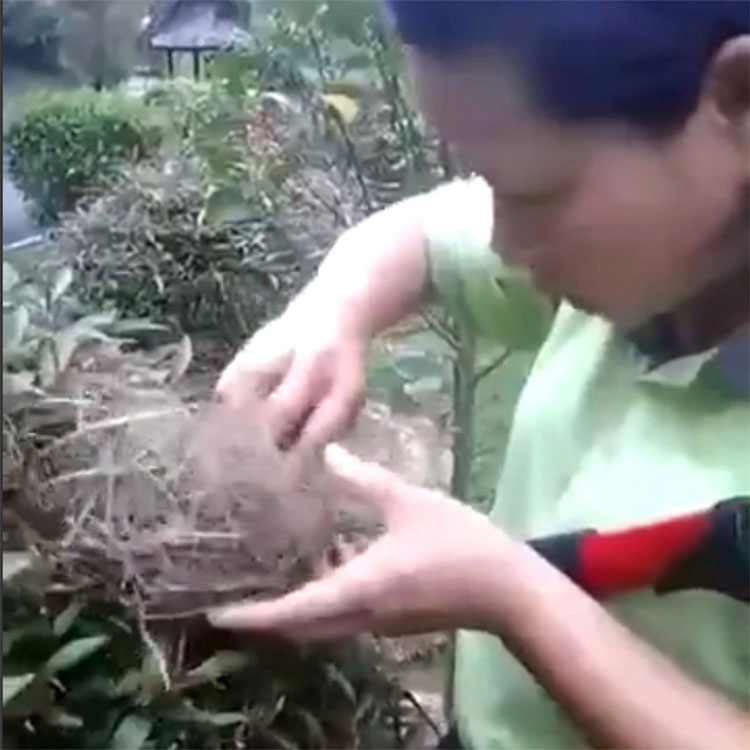 IMPACTANTE: Esta jardinera se encuentra con un nido de crías de pájaro... ¡y luego se los come!