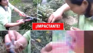 IMPACTANTE: Esta jardinera se encuentra con un nido de crías de pájaro... ¡y luego se los come!