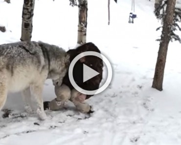 Está sola en el bosque y se encuentra un enorme lobo. Mira de cerca la escena... ¡Y no dejarás de sonreír!