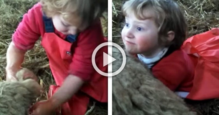 Esta pequeña granjera de sólo 3 años hace algo que te dejará sin palabras (pero impresionado) 1 Esta pequeña granjera de sólo 3 años hace algo que te dejará sin palabras (pero impresionado)