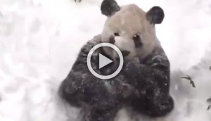 ATENCIÓN: ¡La reacción de este panda durante la gran ventisca se ha hecho viral!