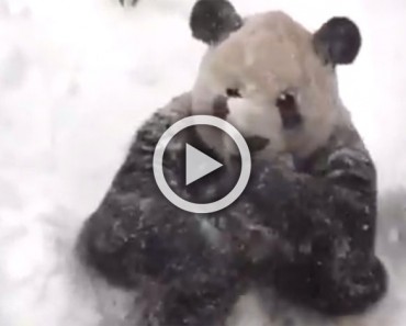 ATENCIÓN: ¡La reacción de este panda durante la gran ventisca se ha hecho viral!
