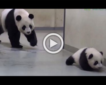 Este pequeño panda se quiere ir de exploración. Mira lo que sucede cuando mamá lo alcanza