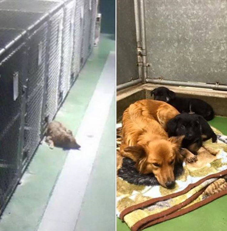 Se escapó de su jaula para reconfortar a unos cachorros que estaban solos y lloraban