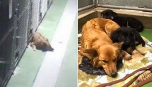 Se escapó de su jaula para reconfortar a unos cachorros que estaban solos y lloraban