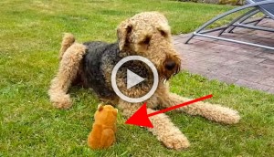 Dan a su perro un juguete pequeño, ¿y qué ocurre cuando comienza a hacer esos ruidos? ¡Divertidísimo!