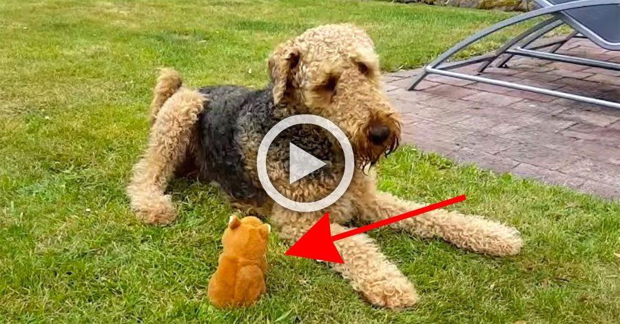 Dan a su perro un juguete pequeño, ¿y qué ocurre cuando comienza a hacer esos ruidos? ¡Divertidísimo!