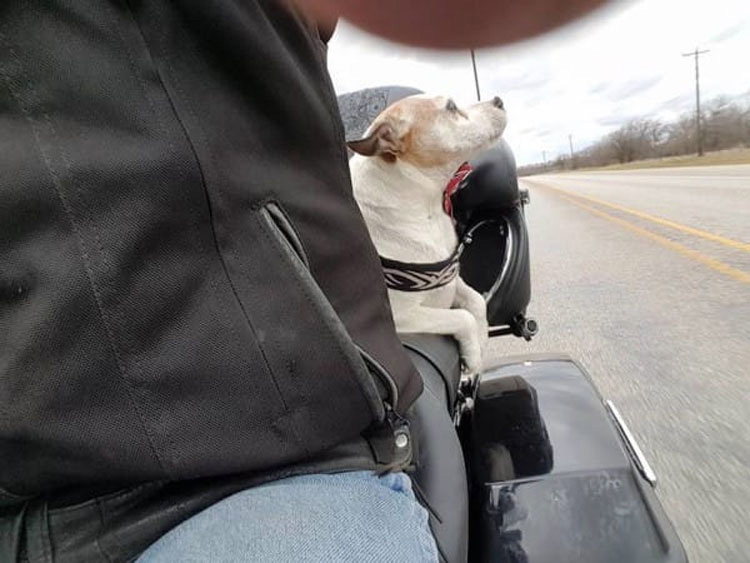 Una mala persona deja a un perro en una carretera. Ahora mira lo que hace este motorista