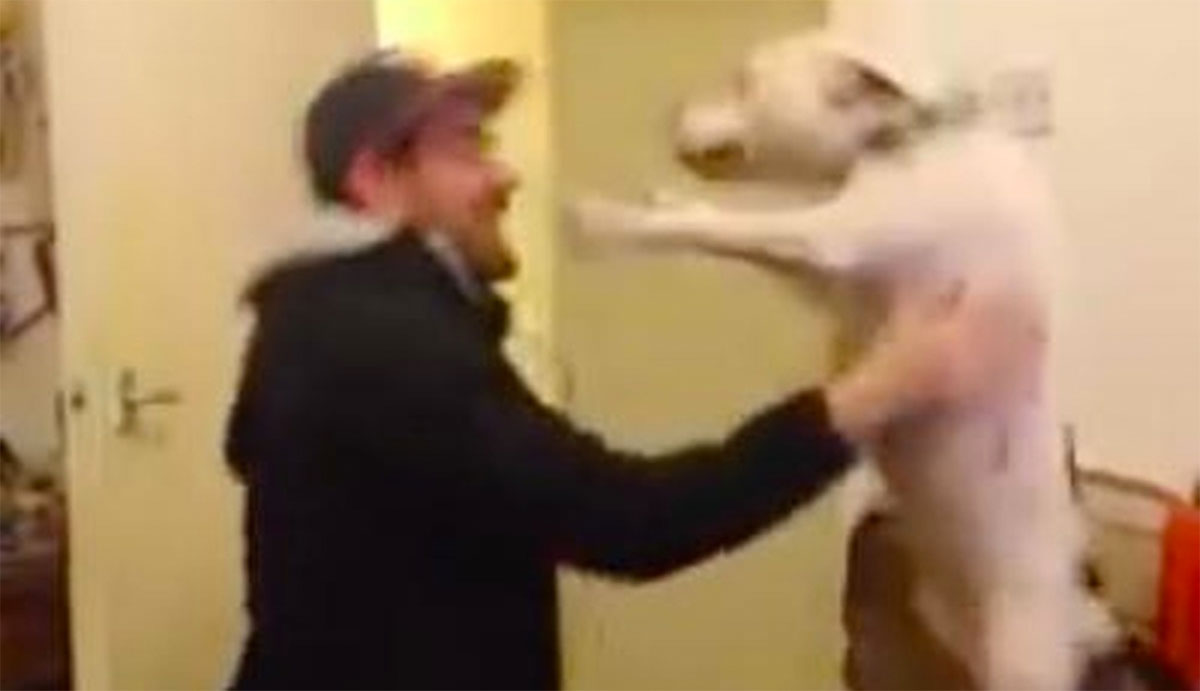 Este perro rescatado se vuelve loco cuando su nuevo "papá" vuelve a casa. ¡Muy emotivo!