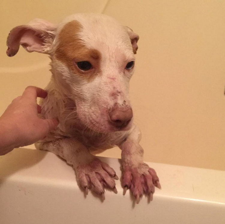 Este asustado perrito se encuentra rodeado de muerte. Mira lo que sucede cuando llegan a rescatarlo...