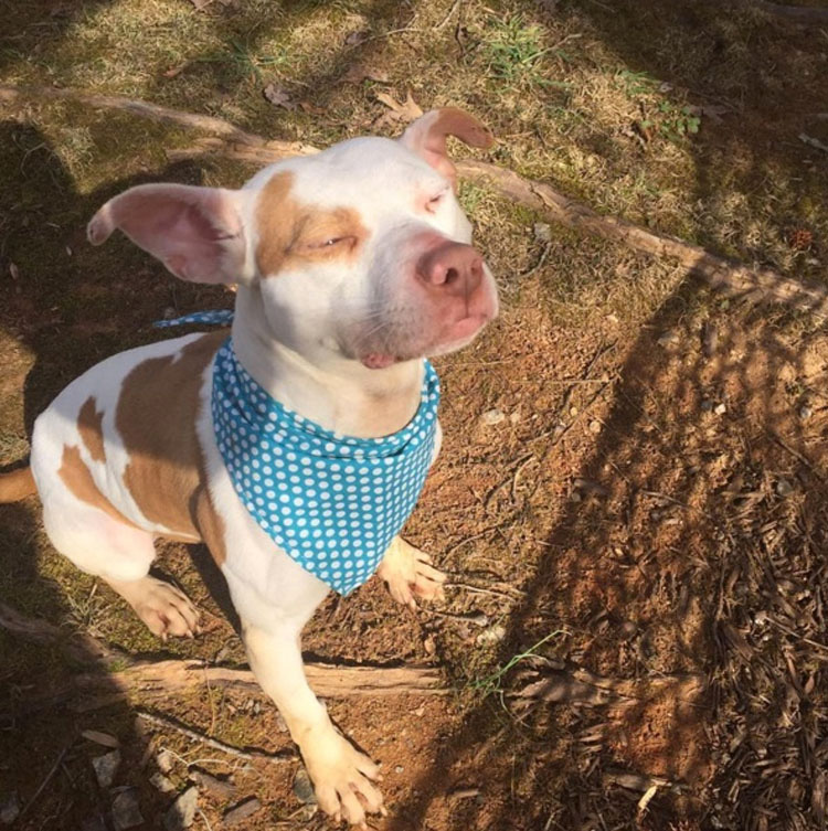 Este asustado perrito se encuentra rodeado de muerte. Mira lo que sucede cuando llegan a rescatarlo...