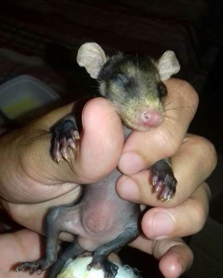 Este perro ha adoptado zarigüeyas huérfanas y hace esto con ellas. ¡Vaya lección nos dan!