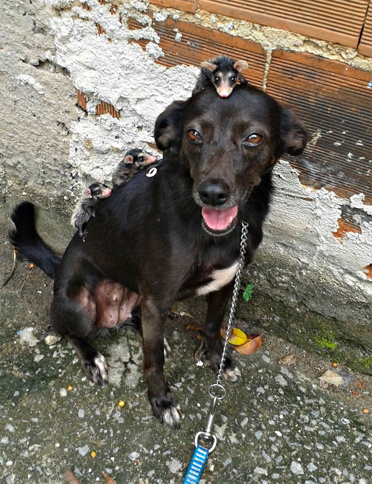 Este perro ha adoptado zarigüeyas huérfanas y hace esto con ellas. ¡Vaya lección nos dan!