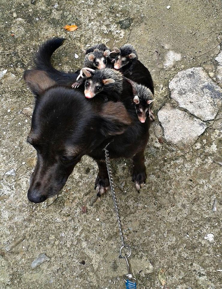 Este perro ha adoptado zarigüeyas huérfanas y hace esto con ellas. ¡Vaya lección nos dan!