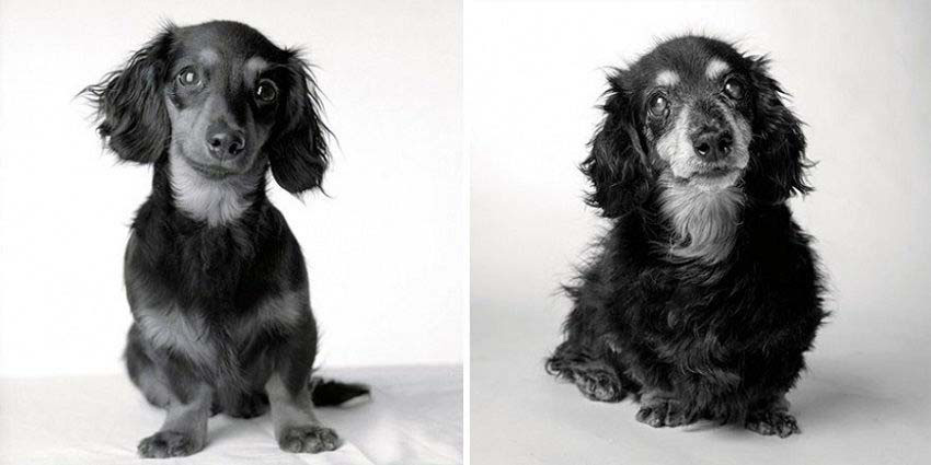 Estas impactantes fotos de perros mayores muestran su transformación desde cachorritos hasta ser ancianos