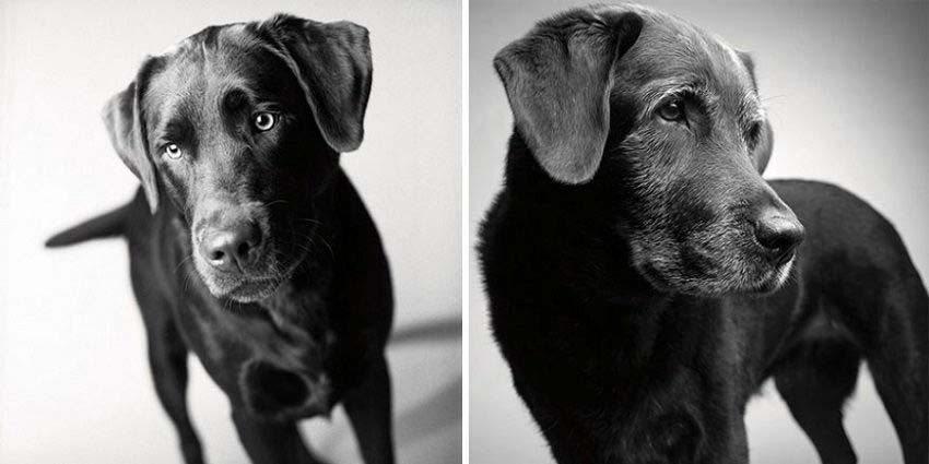 Estas impactantes fotos de perros mayores muestran su transformación desde cachorritos hasta ser ancianos