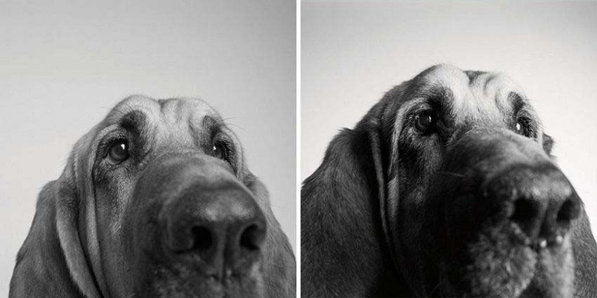 Estas impactantes fotos de perros mayores muestran su transformación desde cachorritos hasta ser ancianos