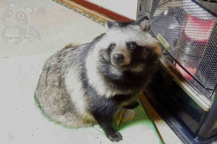 Conoce al animal que muere para que tengamos estos estúpidos gorros