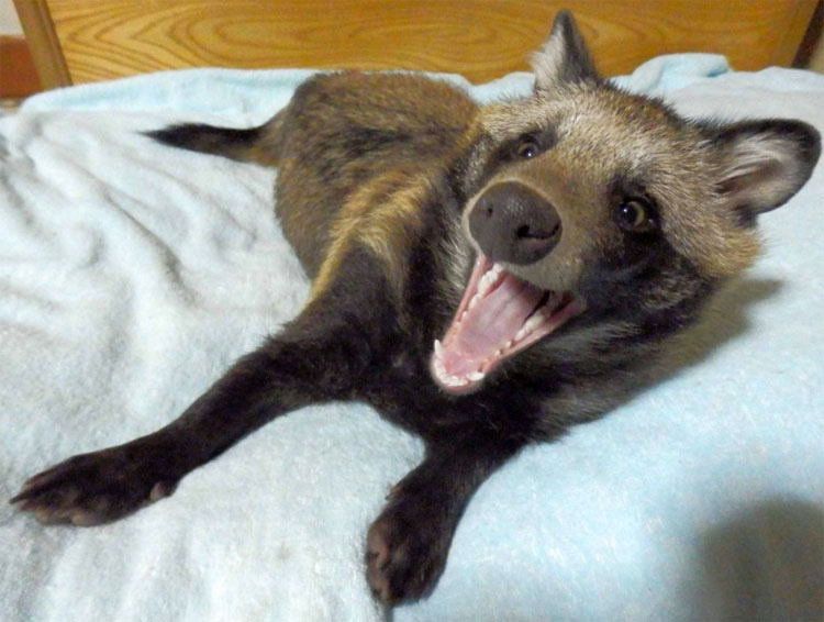 Conoce al animal que muere para que tengamos estos estúpidos gorros