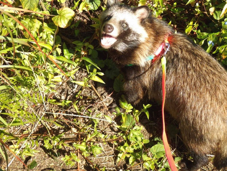 Conoce al animal que muere para que tengamos estos estúpidos gorros