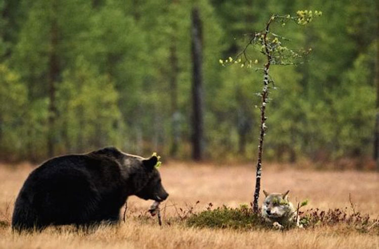 NADIE esperaba que este joven lobo y este oso hicieran algo como esto. ¡Es desconcertante!