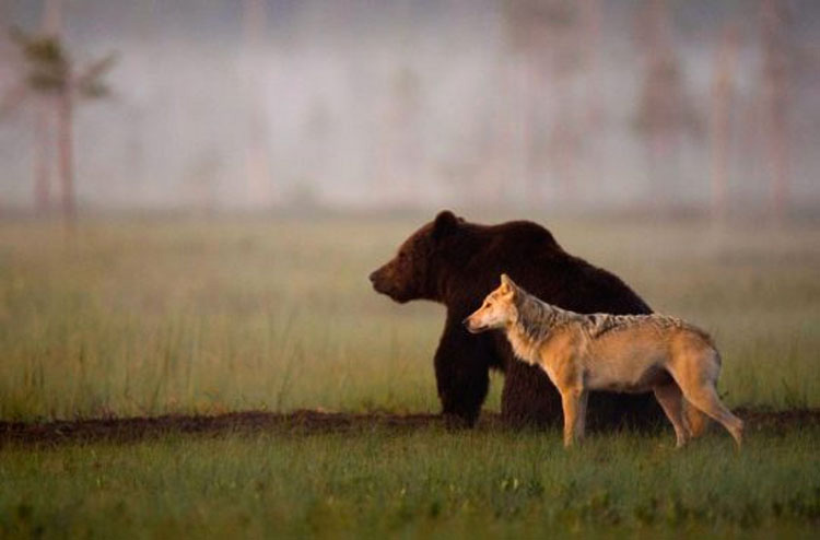 NADIE esperaba que este joven lobo y este oso hicieran algo como esto. ¡Es desconcertante!