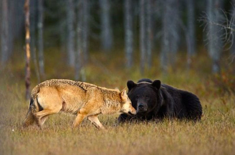 NADIE esperaba que este joven lobo y este oso hicieran algo como esto. ¡Es desconcertante!