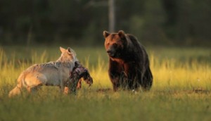 NADIE esperaba que este joven lobo y este oso hicieran algo como esto. ¡Es desconcertante!