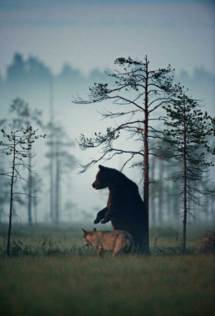 NADIE esperaba que este joven lobo y este oso hicieran algo como esto. ¡Es desconcertante!