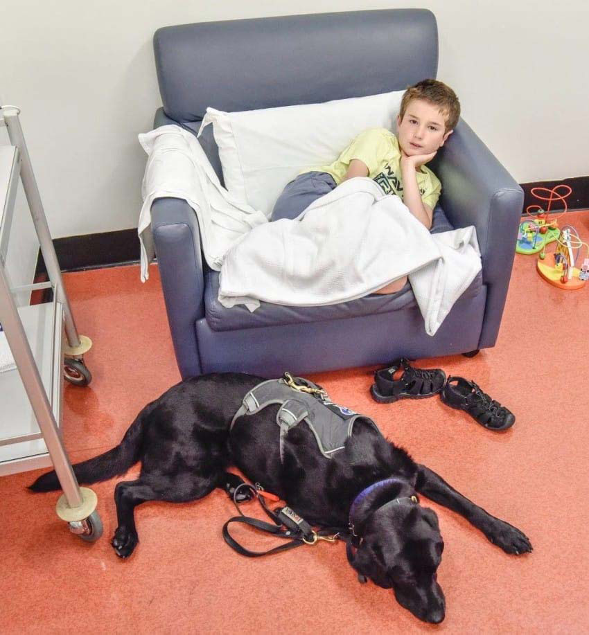 Este perro se niega a abandonar la cama de hospital de su muchacho. ¿La razón? ¡Esto es INCREÍBLE!