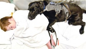 Este perro se niega a abandonar la cama de hospital de su muchacho. ¿La razón? ¡Esto es INCREÍBLE!